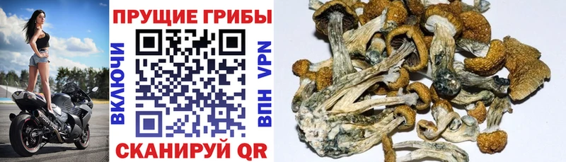 Купить где  Красноармейск  Галлюциногенные грибы Psilocybe 